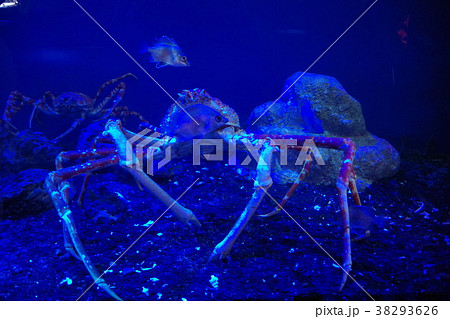 深海水族館の深海魚 深海水族館の深海魚 38293626