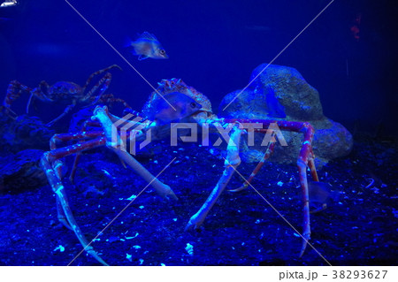 深海水族館の深海魚 深海水族館の深海魚 38293627