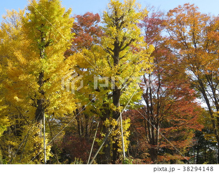 多摩平の森マンション建設予定地の紅葉した2本のイチョウの木 38294148