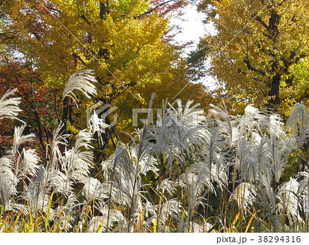 多摩平の森マンション建設予定地のススキとイチョウの木 38294316