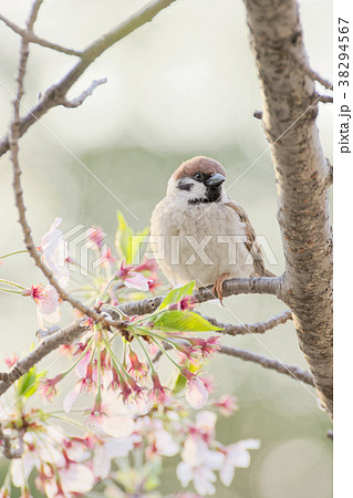 スズメと葉桜 38294567