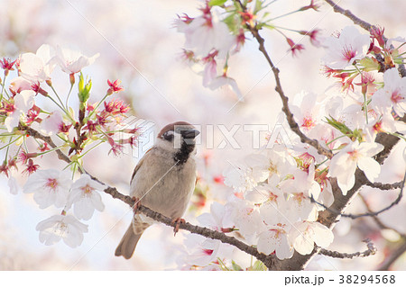 スズメと葉桜 スズメと葉桜 38294568