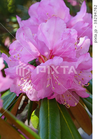 高貴な赤紫色が美しいアズマシャクナゲ 38294762