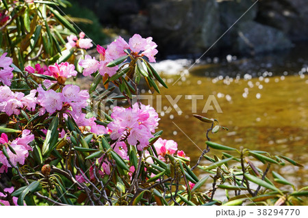 高貴な赤紫色が美しいアズマシャクナゲ 38294770