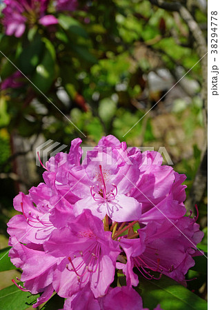 高貴な赤紫色が美しいアズマシャクナゲ 38294778