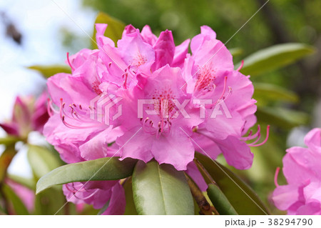 高貴な赤紫色が美しいアズマシャクナゲ 38294790
