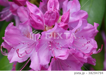 高貴な赤紫色が美しいアズマシャクナゲ 38294794