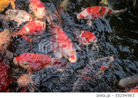 Colorful fancy carp fish or koi fish are swimming. 38294963