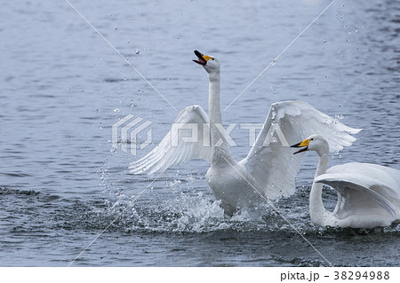 声を上げる白鳥 38294988