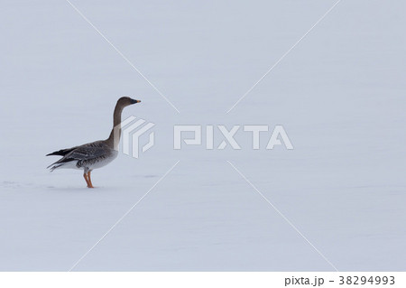 雪上のヒシクイ 雪上のヒシクイ 38294993
