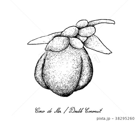 Hand Drawn Of Coco De Mer Or Double Coconut Fruitsのイラスト素材