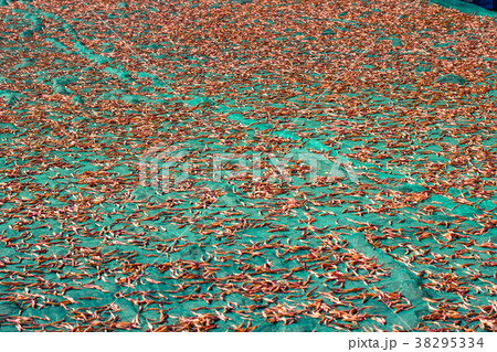 ニッコウキスゲ キスゲ デイリリー 38295334