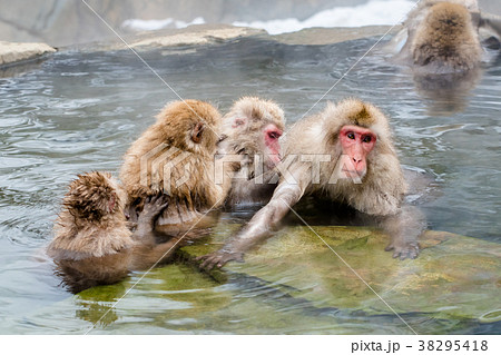 長野地獄谷温泉 スノーモンキー 長野地獄谷温泉 スノーモンキー 38295418
