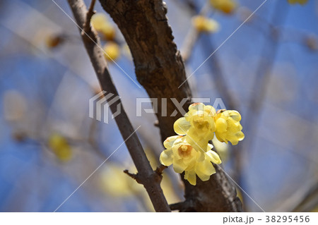 ロウバイ(蝋梅) ロウバイ(蝋梅) 38295456
