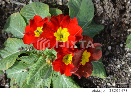 春に咲く花 38295473