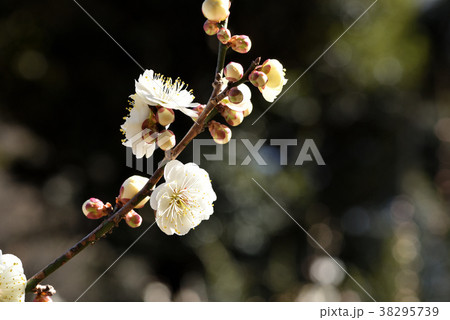 ウメ（水心鏡） 38295739