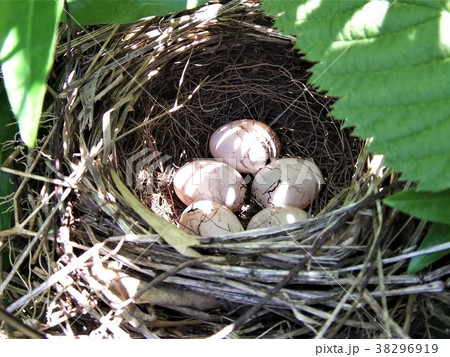 天然野生＊野鳥＊とっても可愛い枝付き【鳥の巣】巣＊小鳥の巣