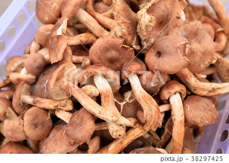 closuep of picked fresh mushrooms in container closuep of picked fresh mushrooms in container 38297425