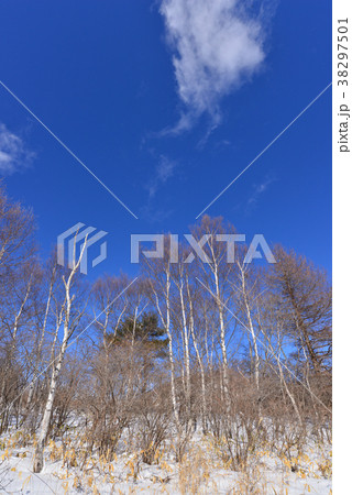 白樺と青空 長野県霧ヶ峰高原 白樺と青空 長野県霧ヶ峰高原 38297501