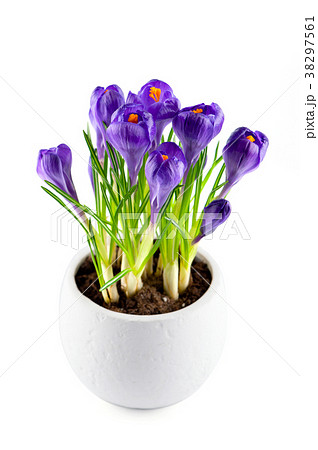Blooming purple crocuses in the white pot 38297561