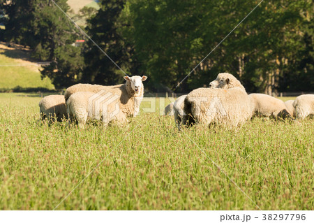 Fram sheep on green glass field Fram sheep on green glass field 38297796