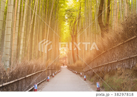 Bamboo jungle tropical forest with walking way Bamboo jungle tropical forest with walking way 38297818