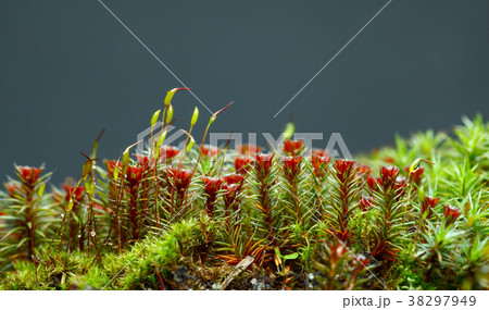 Seta and red sporophytes moss Seta and red sporophytes moss 38297949