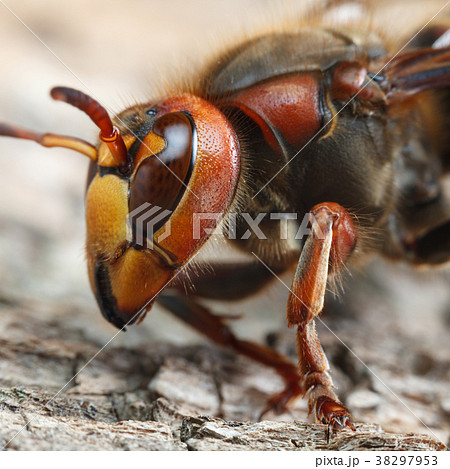 Dangerous insect profile Dangerous insect profile 38297953
