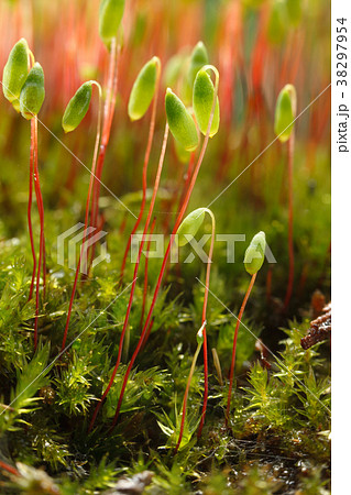 Macro of moss Macro of moss 38297954