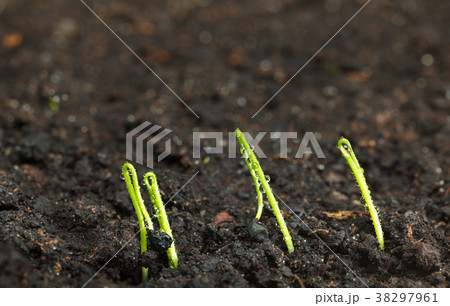 First leave of growing onion First leave of growing onion 38297961