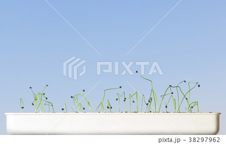 White tray with onion seedlings 38297962
