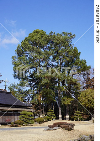 大王松(松類の中では世界一長い葉を持つ) 大王松(松類の中では世界一長い葉を持つ) 38298892