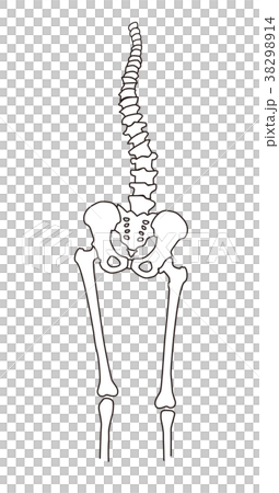 身体の歪み 骨格 38298914