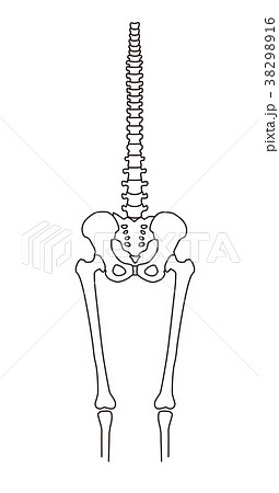 人体骨格 正常 人体骨格 正常 38298916