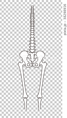 人体骨格 正常 人体骨格 正常 38298916