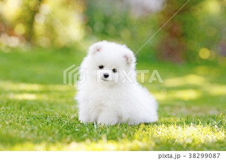 Adorable white Pomeranian puppy spitz. Adorable white Pomeranian puppy spitz. 38299087