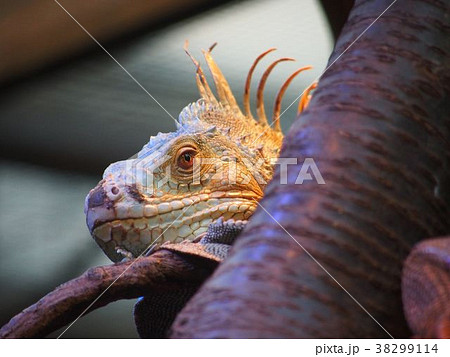 グリーンイグアナ 38299114
