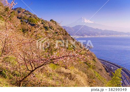 （静岡県）桜咲く、薩埵峠から見る富士山 38299349