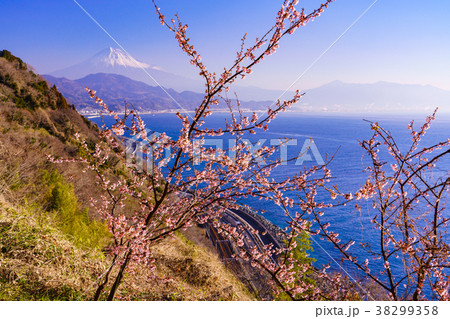 （静岡県）桜咲く、薩埵峠から見る富士山 38299358
