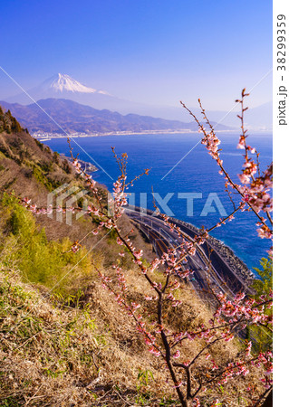 （静岡県）桜咲く、薩埵峠から見る富士山 38299359