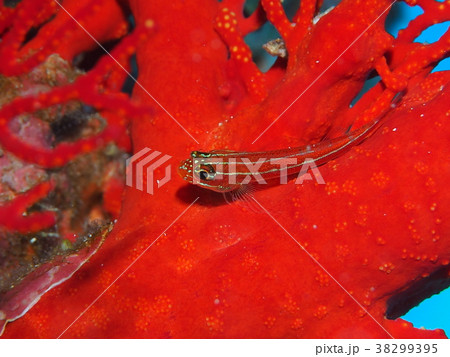 タテジマヘビギンポ 38299395