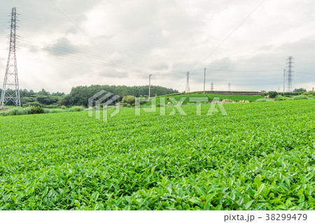 Fresh green tea farm in spring  38299479