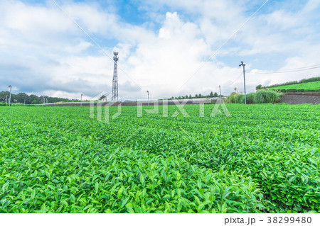 Fresh green tea farm in spring Fresh green tea farm in spring 38299480