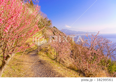 （静岡県）梅の花咲く、薩埵峠から見る富士山 38299561