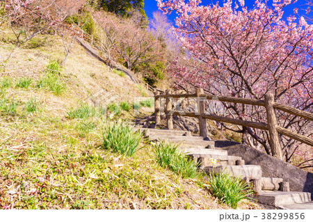 (静岡県)桜咲く・薩埵峠の遊歩道 (静岡県)桜咲く・薩埵峠の遊歩道 38299856