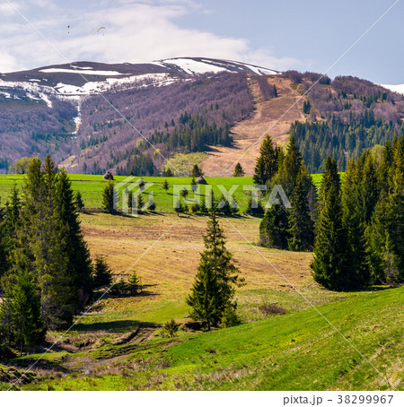 spruce trees on grassy slopes in mountainous area 38299967