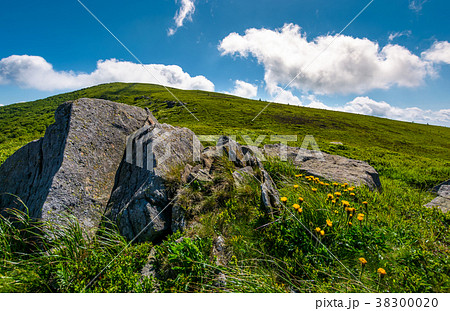 rocks and dandelions on grassy hillside rocks and dandelions on grassy hillside 38300020