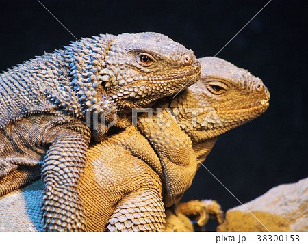 トゲチャクワラ 38300153