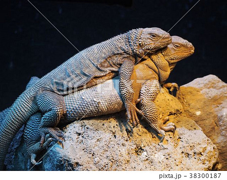 トゲチャクワラ 38300187