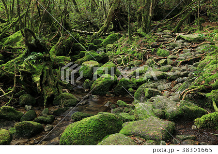 屋久島　白谷雲水峡 奉行杉コースの苔むした登山道 38301665